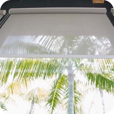 Window Shade with Palm Tree